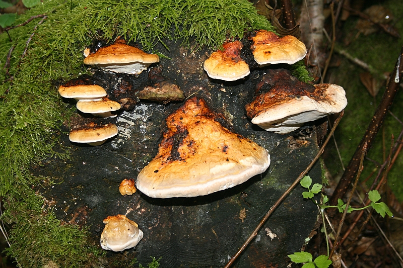 Rostoczek 11.2008 115
